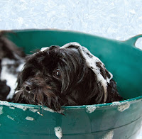 Cachorro com a cabeça cheia de espuma em uma bacia de metal verde