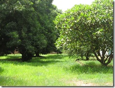 nature juin