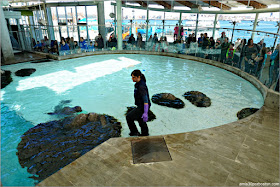 New Balance Foundation Marine Mammal Center en el Acuario de Boston