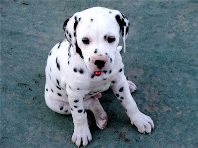 Dalmatian puppies images