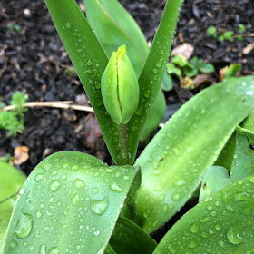 Emerging tulip bud covered in raindrops