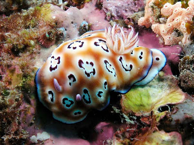 Chromodoris leopardus