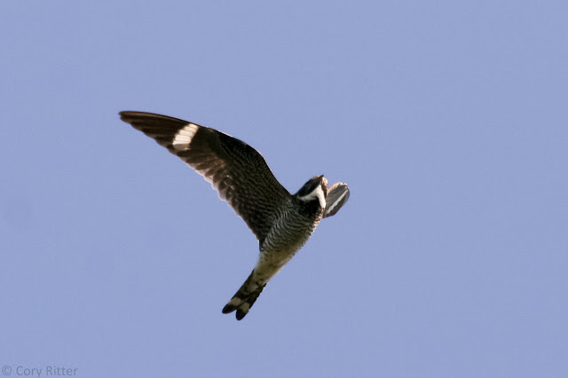 Common Nighthawk