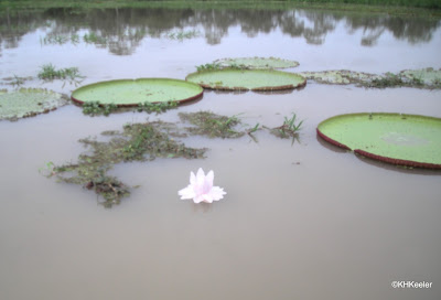 Victoria amazonica flower, Peruvian Amazon