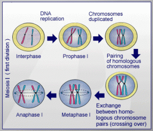  Kebanyakan sel bereproduksi untuk membentuk salinan identik Nih Tahapan Pembelahan Sel secara Meiosis