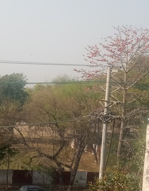 Lahore spring