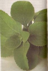 clip_image002[6]