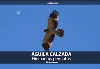 Rio Manzanares Aguila calzada