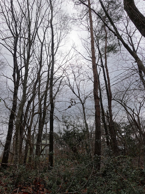 別荘地　大山の森