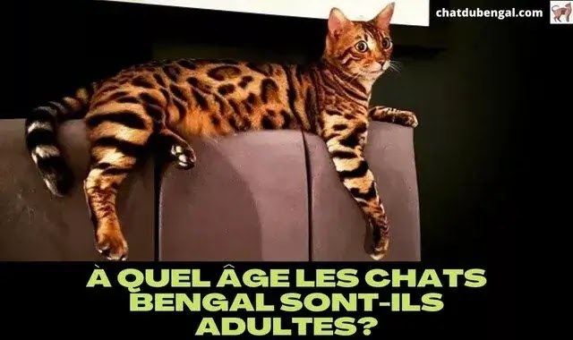 À Quel Âge Les Chats Bengal Sont-Ils Adultes?