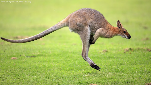 Kangaroo Wallpaper High Definition