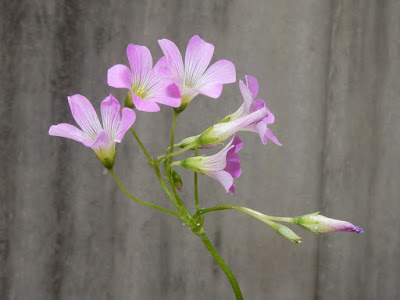 紫花酢漿草的花序