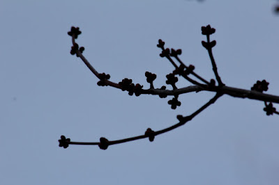 not yet time for bud burst this year