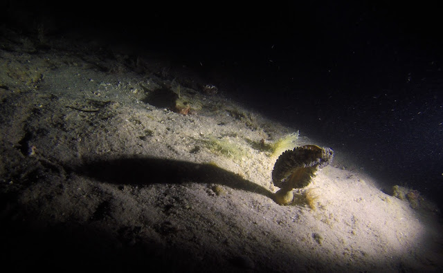 sandworm night mafia island tanzania