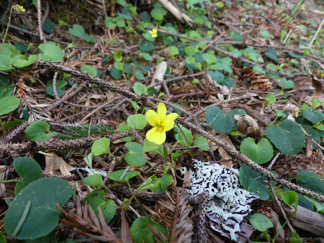 little yellow flower with black lines on its face