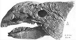 Gambar Fosil fosil Hewan  Purba