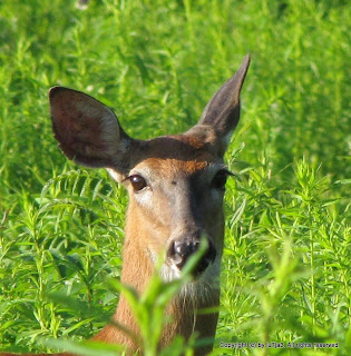 Whitetail Deer