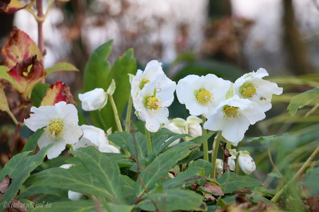 hellebore blanche niger praecox