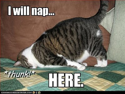 My Big Bang: Funny animal pictures with captions