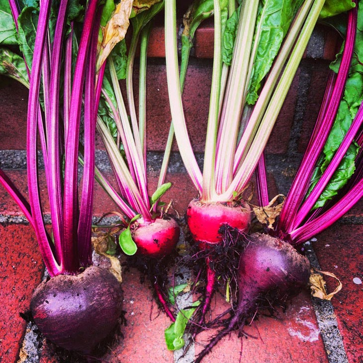 He Started With Some Boxes, 60 Days Later, The Neighbors Could Not Believe What He Built - Beautiful beets brought some color.