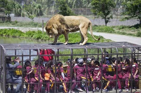 Lion And Cage