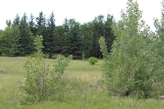 prairie field