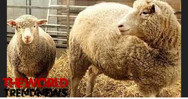 Cloning of Dolly the sheep was announced.