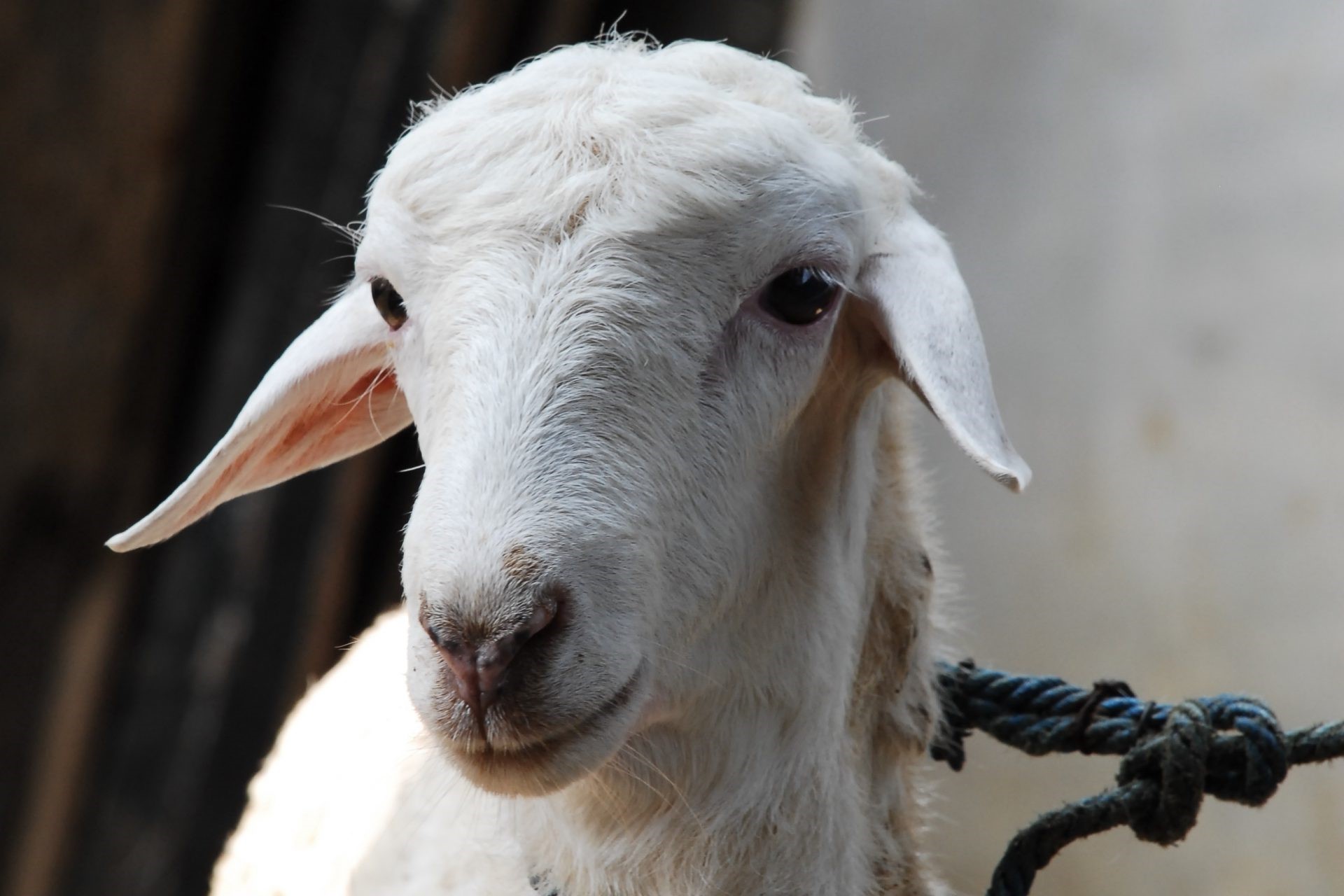 7 Jenis Domba  di Indonesia Beserta Gambarnya Madani Farm 