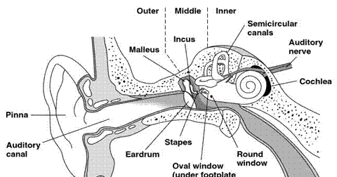 Anatomi dan Fisiologi Telinga  Catatan Mahasiswa FK