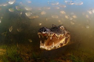 crocodile breathing in water