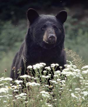black bear inflowers