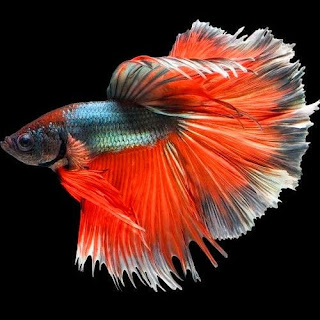 47+ gambar ikan cupang paling unik