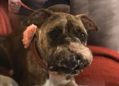 Deformities in a poor dog's face