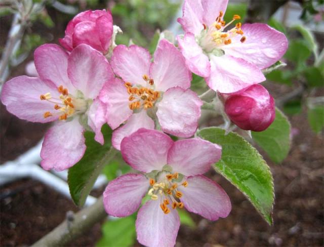 Natural Beauty Apple Blossom Cherry Pink Flower Natural Beauty Apple Blossom Cherry Pink Flower