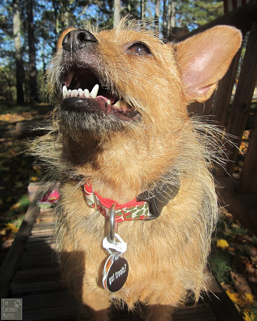 The French Dog collar