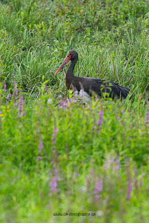 Wildlifefotografie Lippeaue Schwarzstorch Olaf Kerber