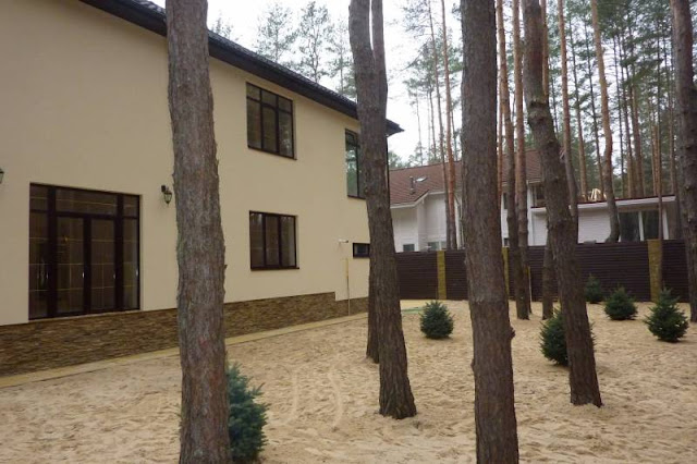 Pine trees in the courtyard