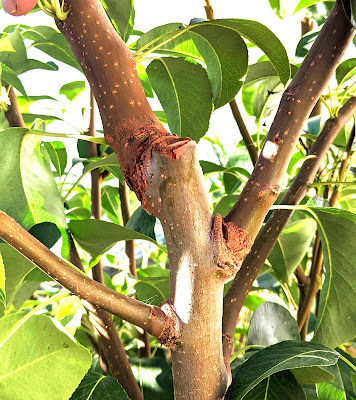 Tipping Back a Young Pear Tree