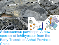 https://sciencythoughts.blogspot.com/2016/06/sclerocormus-parviceps-new-species-of.html