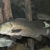 The Existence of Nile Perch as Big Freshwater Fish