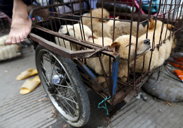 مهرجان أكل الكلاب في الصين