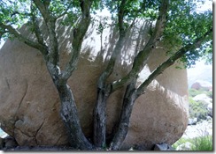 IMG_1380 (640x480)