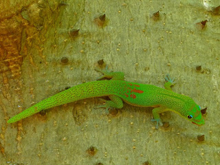 Phelsuma laticauda - Gecko diurne à poussière d'or