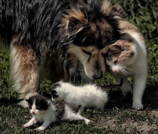 35 pictures of cats and dogs get along, cats and dogs pictures, cats and dogs are friends