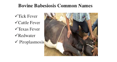 babesia