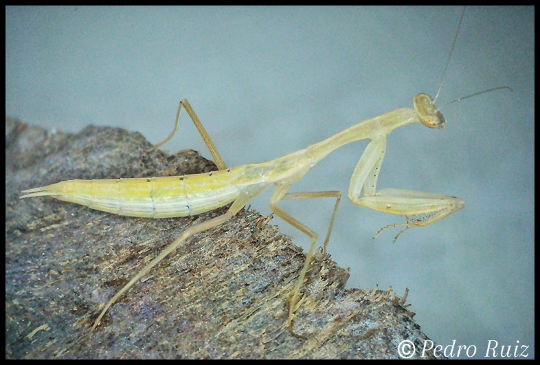 Ninfa hembra L5 de Miomantis paykullii