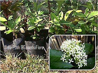 Tanaman Bunga Soka (Ixora Sp.)