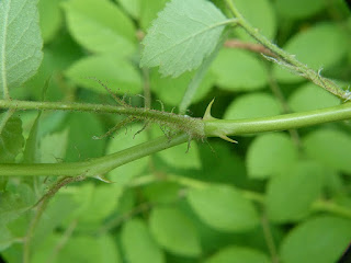 Rosier multiflore - Rosa multiflora