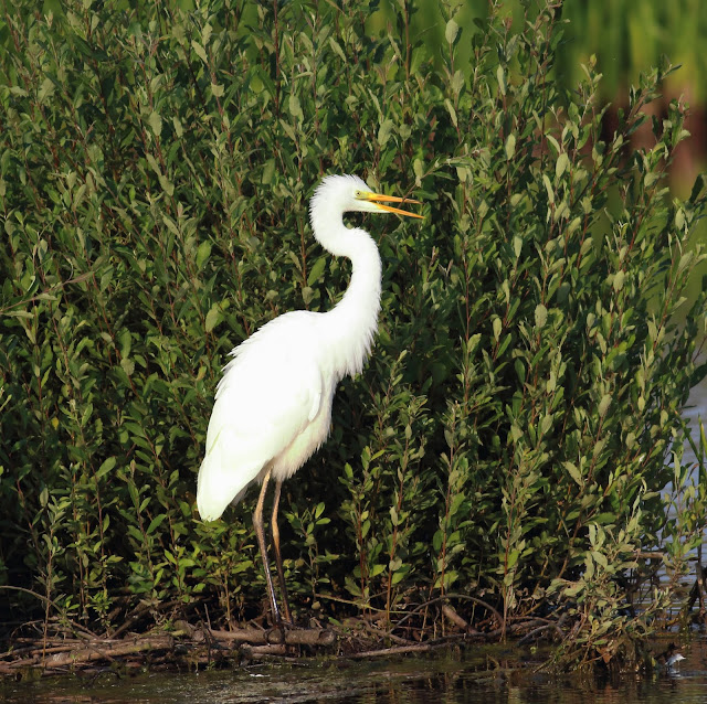 Great Egret, Tophill Low, 12/08/20