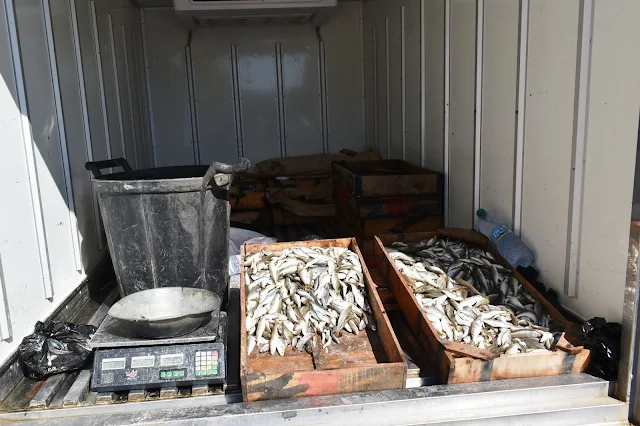 المهدية : حجز وإتلاف 30 كلغ من الأسماك غير صالحة للإستهلاك